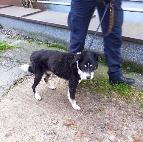 Czarno-biały pies na smyczy, wyglądający na chudego, idzie z człowiekiem.