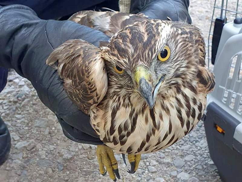 Ranny jastrząb północny trzymany delikatnie w rękawiczkach.