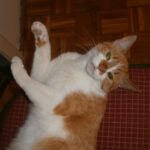 Pomarańczowo-biały kot relaksujący się na krześle