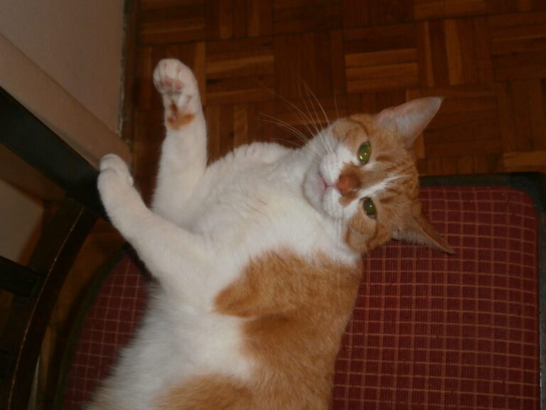 Pomarańczowo-biały kot relaksujący się na krześle