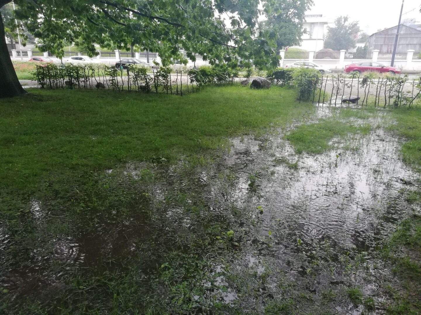 Zalany trawnik po ulewnym deszczu w pobliżu zaparkowanych samochodów