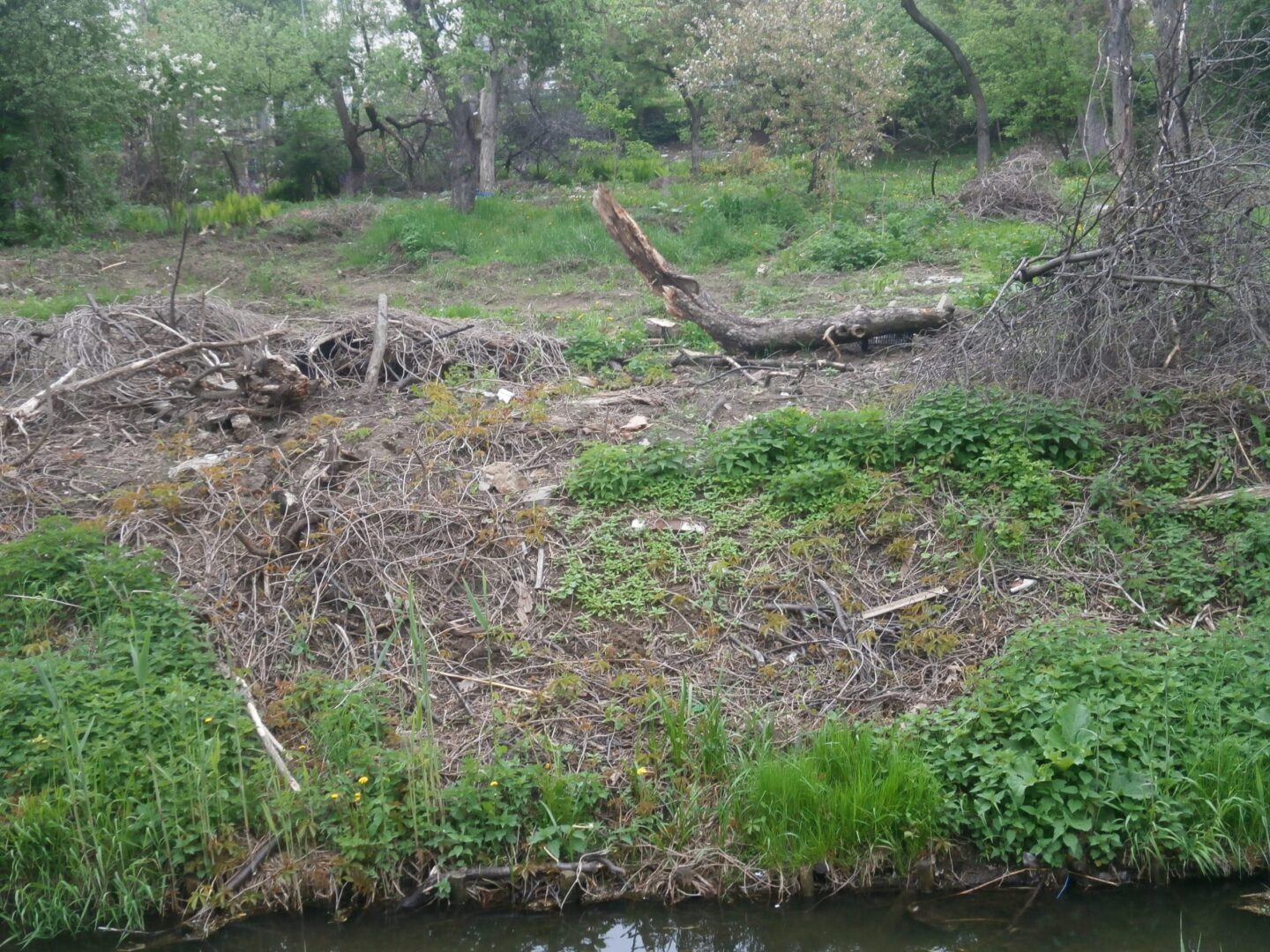 Zarośnięty obszar z pociętymi gałęziami drzew i małymi roślinami w pobliżu wody. Opinie Warszawiaków na temat usuwania drzew.