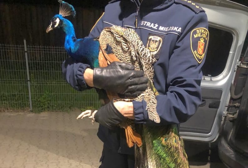 Policjant trzymający uratowanego pawia