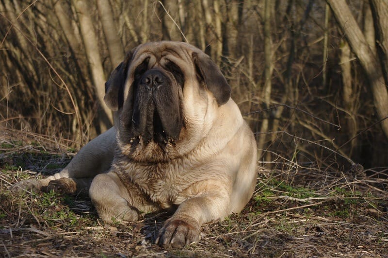Duży, płowy pies rasy mastif angielski odpoczywający na zewnątrz