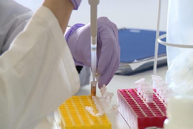 Naukowiec za pomocą mikropipety przenosi ciecz do mikroprobówek w celu przeprowadzenia badań laboratoryjnych.