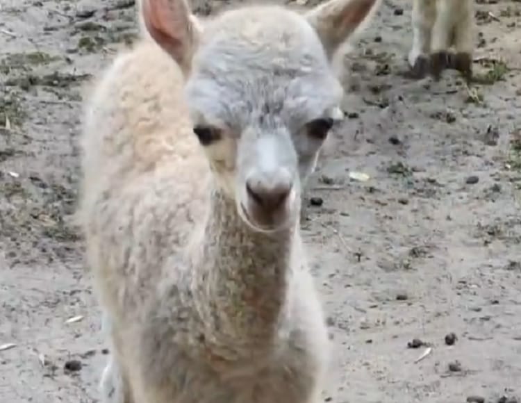 Uroczy mały guanako, jasnoszare futerko, zbliżenie