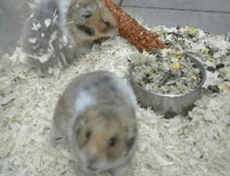 Trzy chomiki w klatce jedzą z miski z jedzeniem.