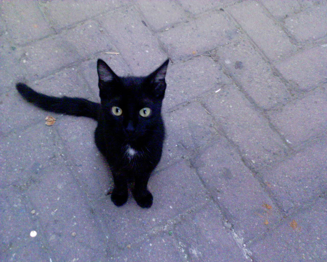 Czarny kotek z jasnozielonymi oczami siedzący na ceglanym chodniku