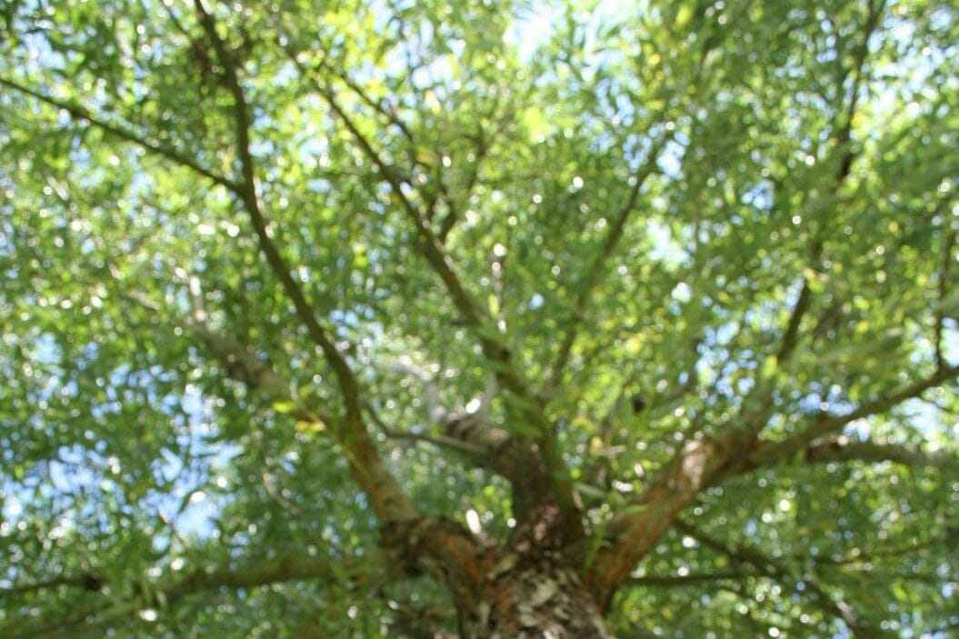 Spojrzenie w górę na bujną zieloną koronę drzew. Protest przeciwko wycince drzew.