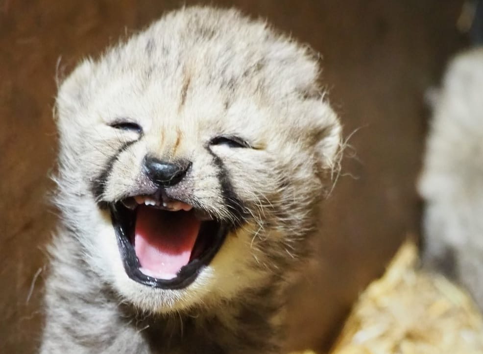 Uroczy gepardzik ziewa i pokazuje malutkie zęby