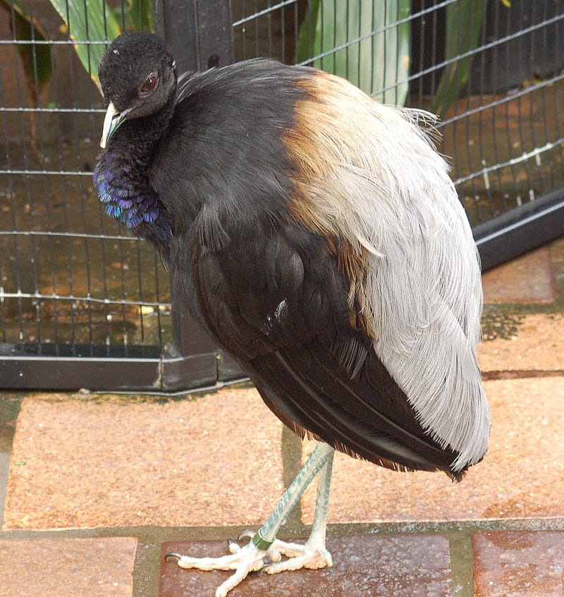 Młody czarno-szary guan stojący na kamieniach tarasu