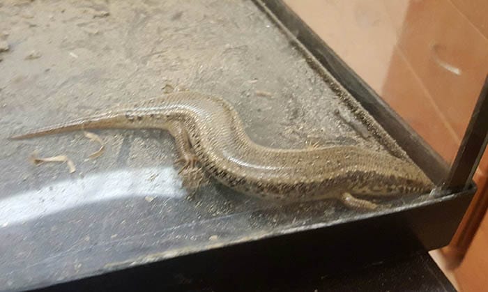 Jaszczurka zwana scynk, znaleziona w silniku samochodowym, obecnie w zoo.