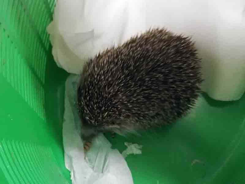Mały jeż, schowany w zielonym pojemniku, otoczony chusteczką.