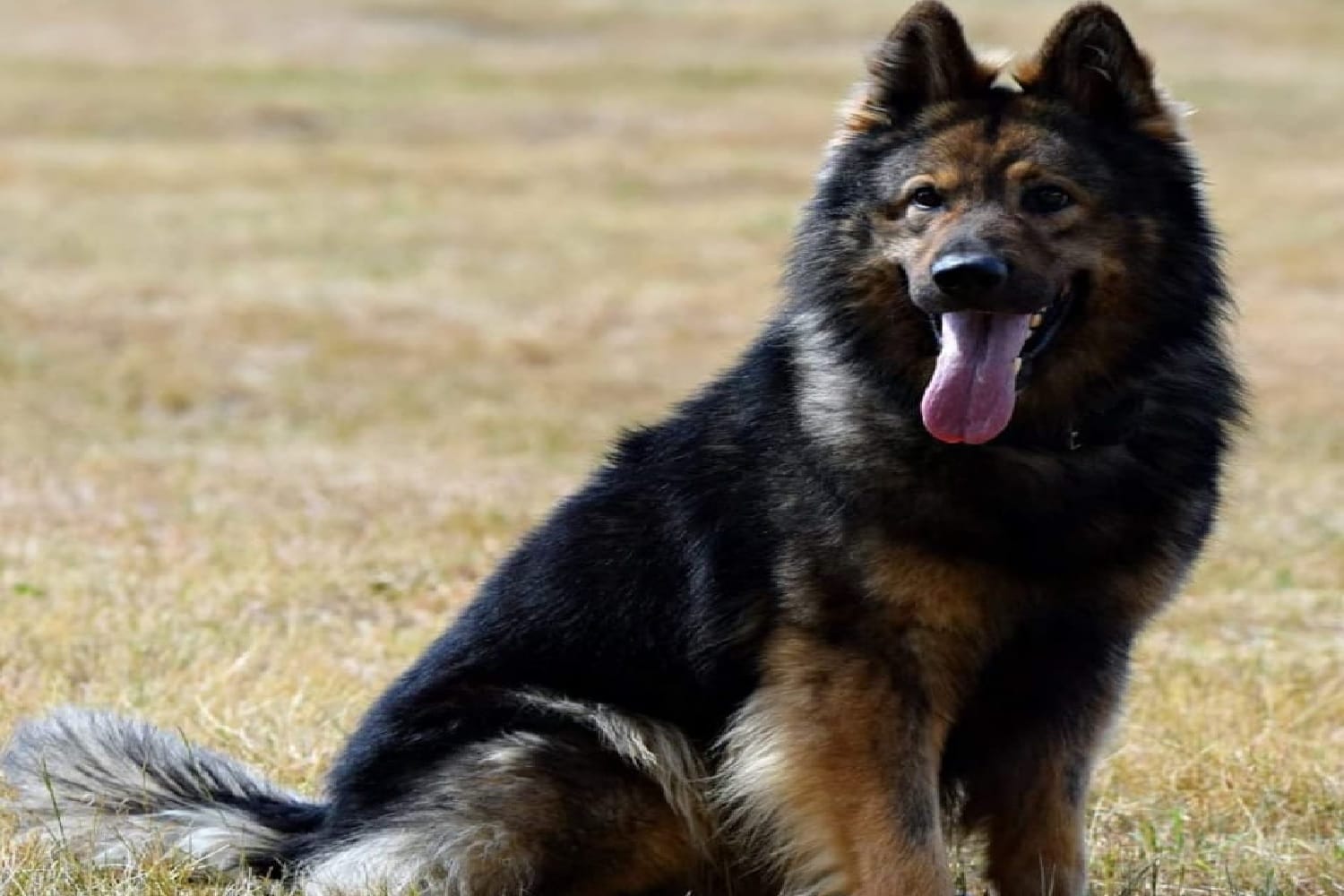 Owczarek niemiecki długowłosy siedzący na zewnątrz