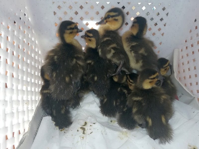 Siedem kaczuszek stłoczonych razem w białym koszyku.