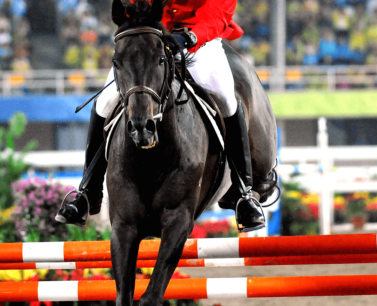 Jeździec skacze przez przeszkodę podczas zawodów jeździeckich. Niestety koronawirus odwołał wiele wydarzeń.
