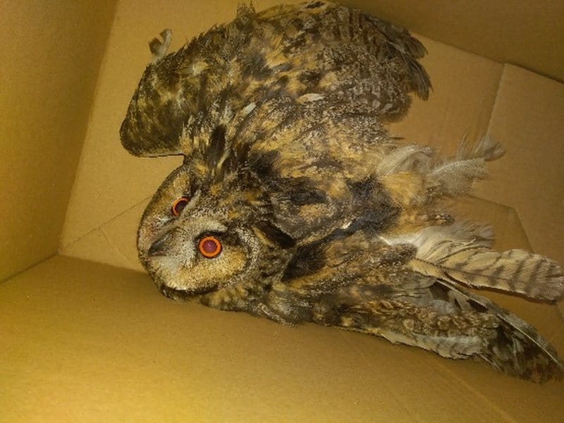 Ranna uszata sowa w tekturowym pudełku