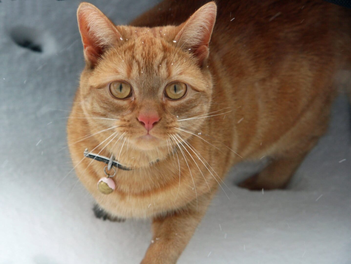 Pomarańczowy pręgowany kot na śniegu, noszący obrożę z dzwoneczkiem