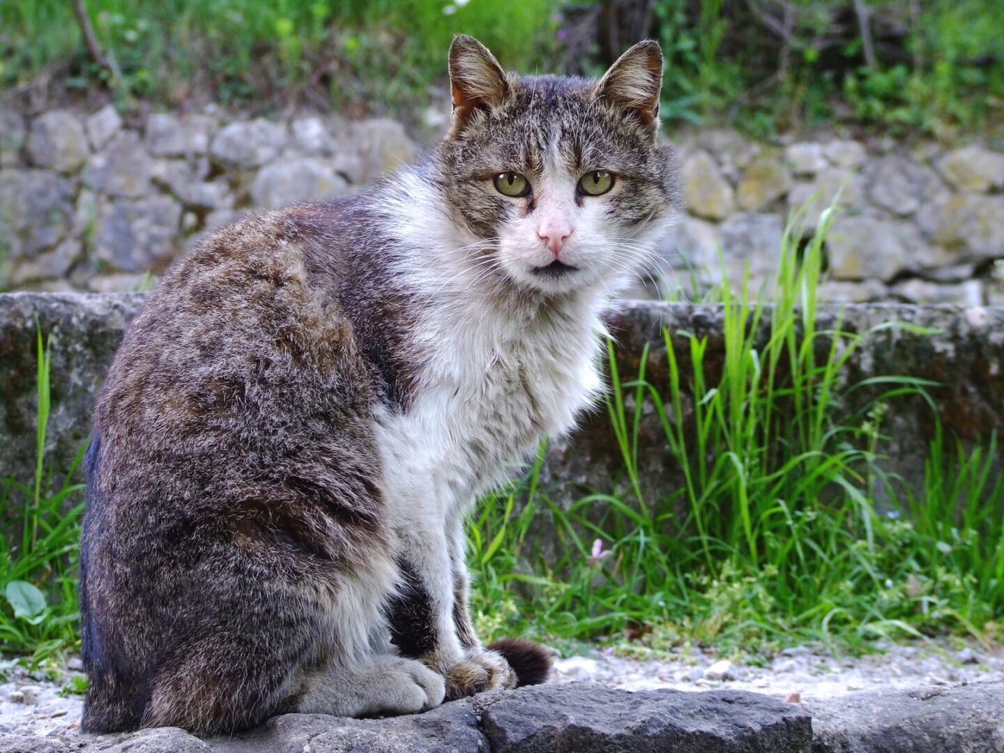 Szaro-biały pręgowany kot siedzi na zewnątrz