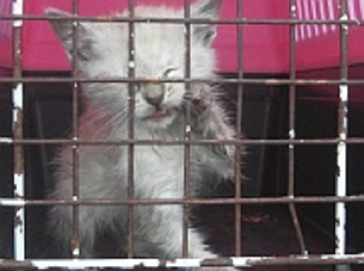 Wystraszony, biały kotek w zardzewiałej klatce.