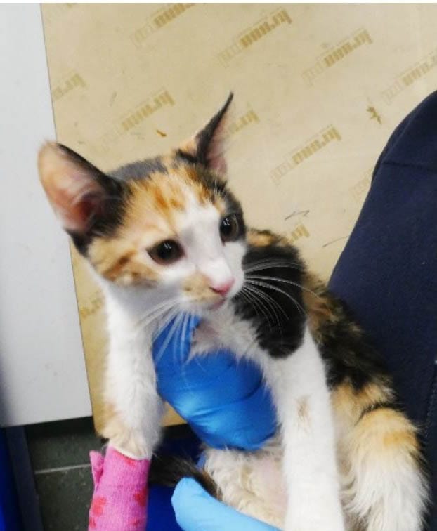 Ranny kotek rasy kaliko z różowymi i niebieskimi bandażami na nodze.