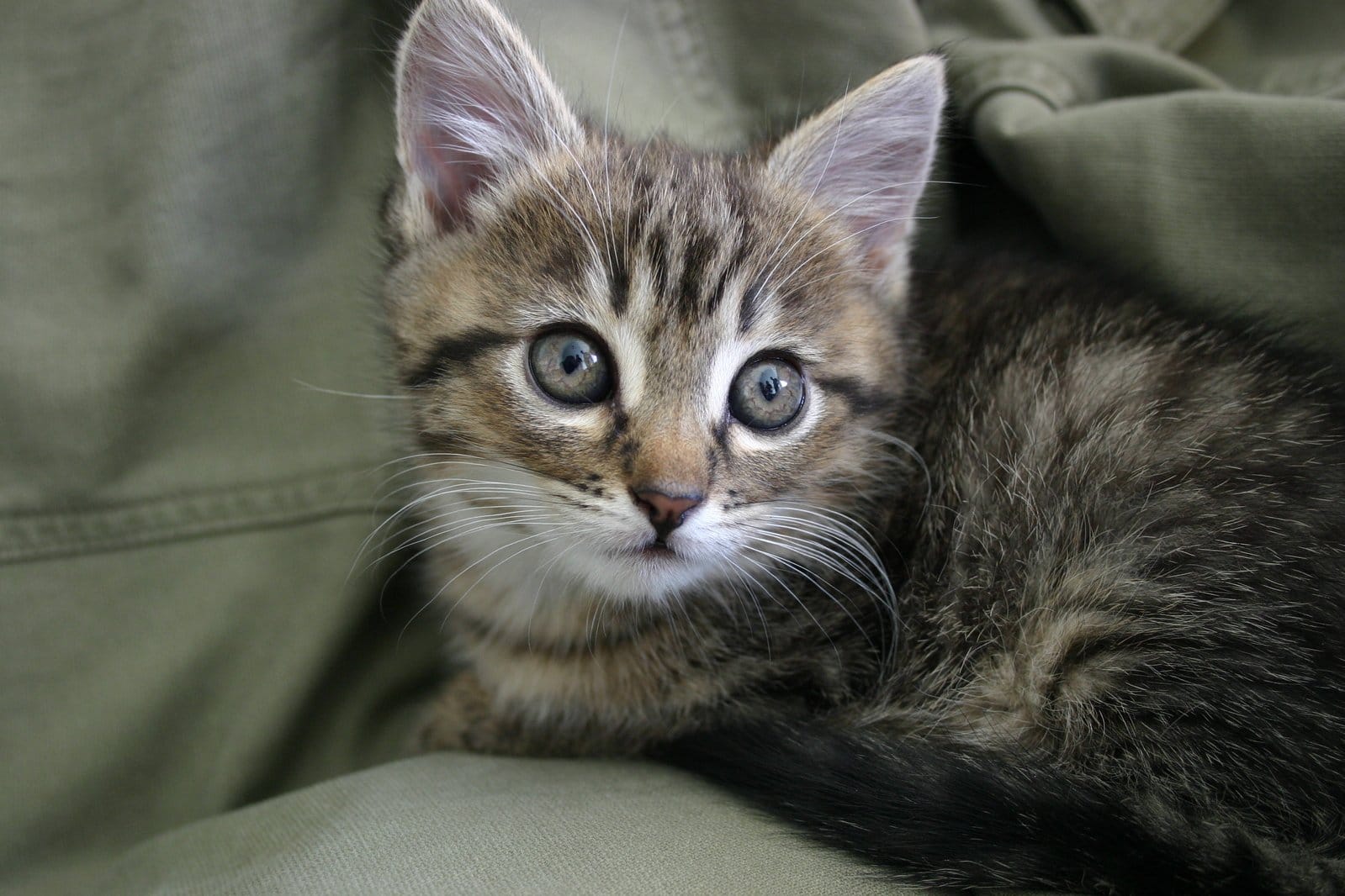 Uroczy pręgowany kotek z dużymi oczami odpoczywający na zielonym materiale