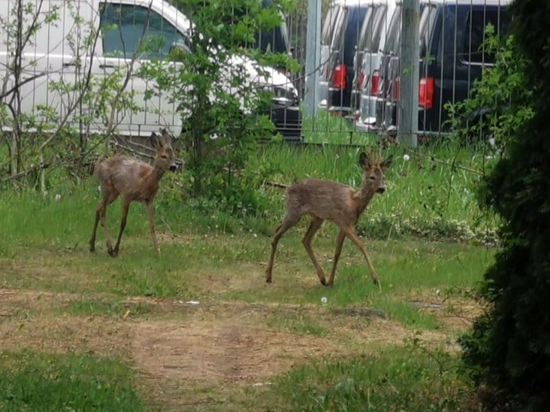 Dwie młode sarny pasą się na trawiastym terenie w pobliżu zaparkowanych furgonetek.
