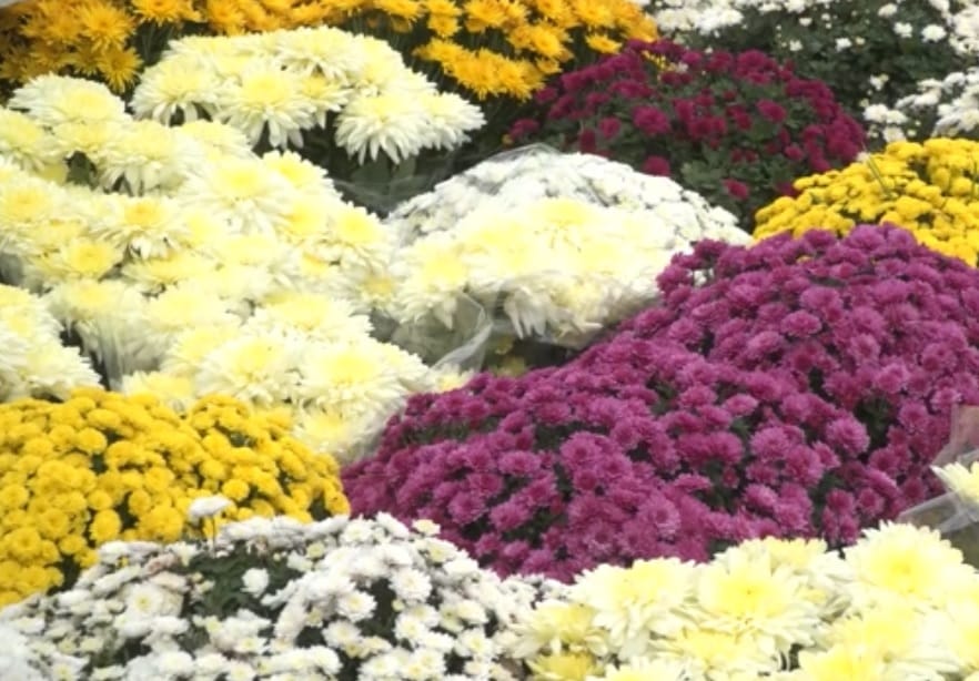 Asortyment kolorowych kwiatów chryzantemy w różnych odcieniach żółtego, białego i fioletowego.