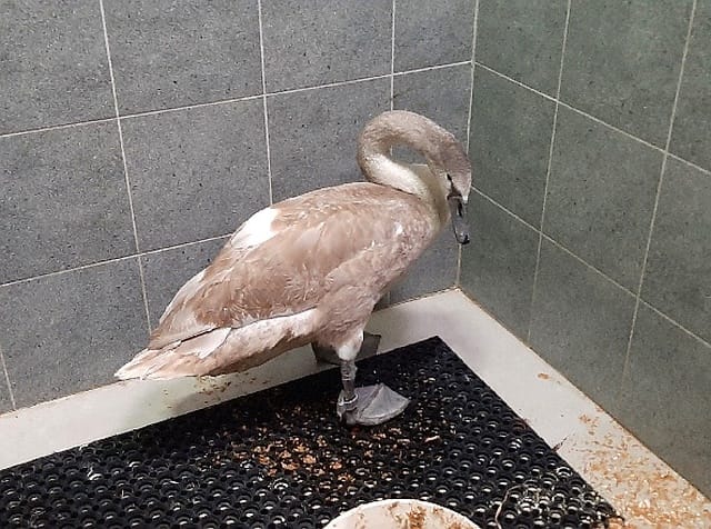 Ranny młody łabędź w zagrodzie rehabilitacyjnej