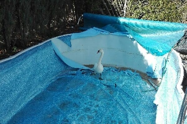 Cygnet w uszkodzonej wykładzinie basenu naziemnego