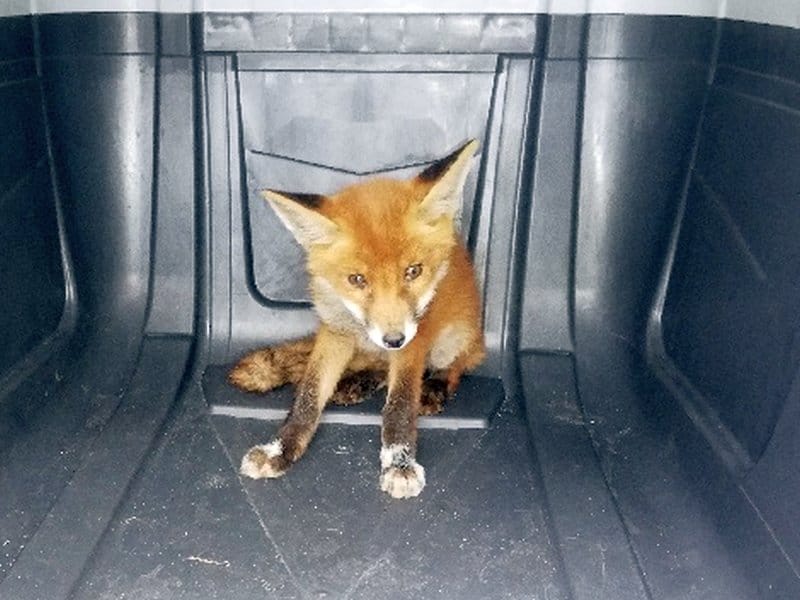 Młody lis rudy siedzi w ciemnym plastikowym pojemniku.