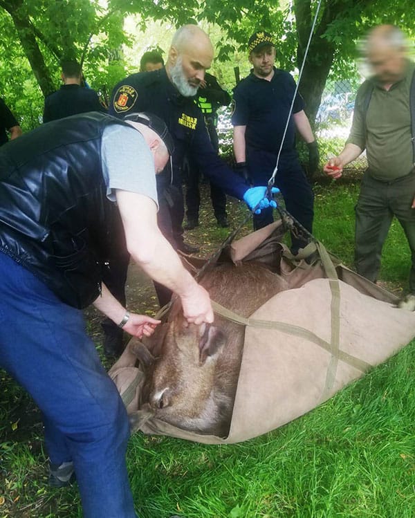 Strażnicy ochrony przyrody ostrożnie wyjmują z płóciennej torby znieczulonego jelenia.
