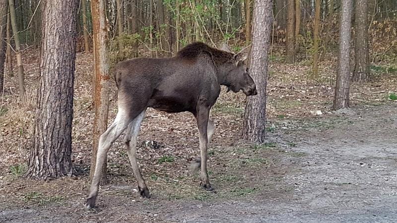 Młody łoś stojący w lesie