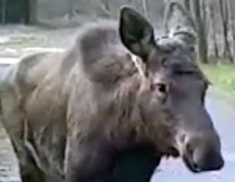 Młody łoś spacerujący po drodze