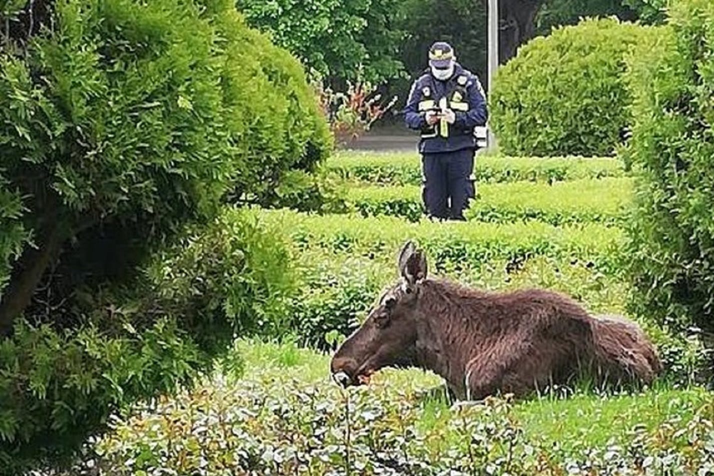 Łoś odpoczywa w parku, policjant obserwuje
