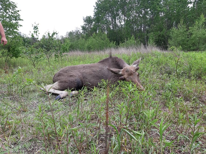 Łoś leżący na trawiastym polu.