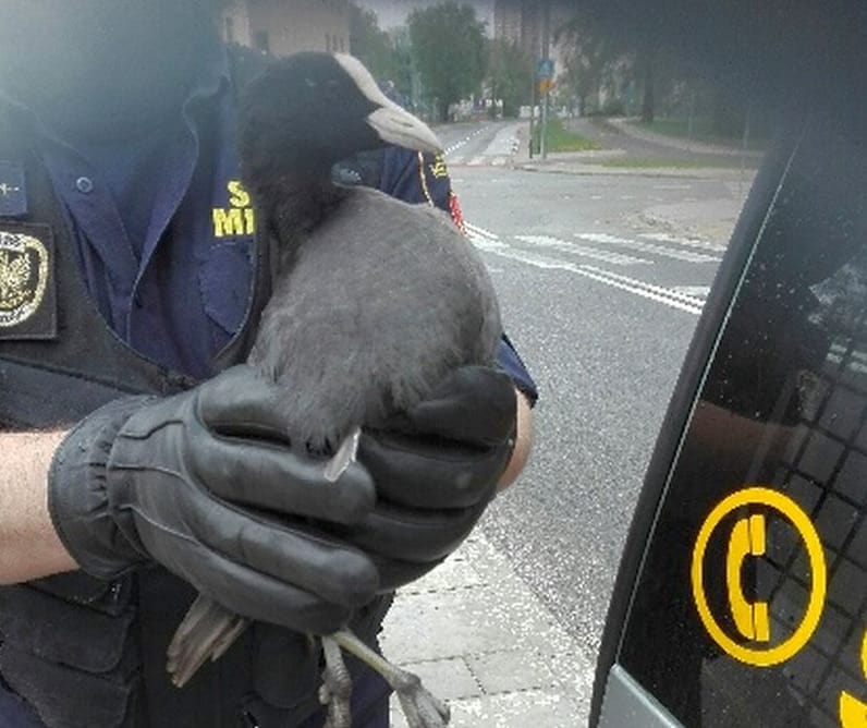 Policjant ratujący łyskę zwyczajną