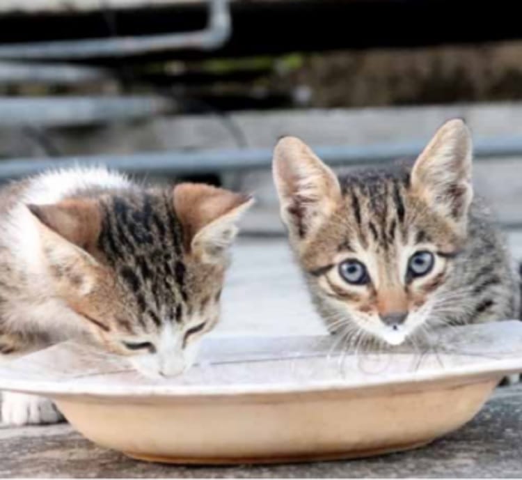 Dwa urocze kocięta piją mleko z płytkiego naczynia.