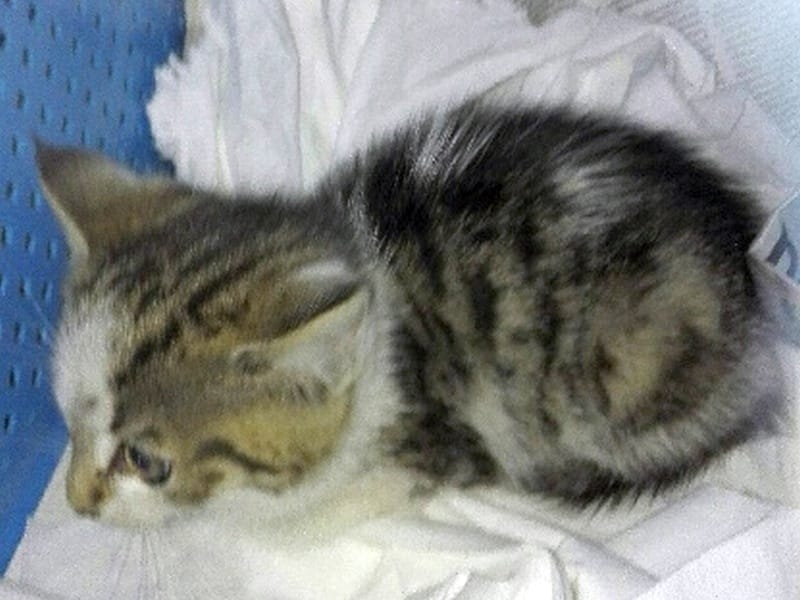 Uroczy szary pręgowany kotek odpoczywa na białym materiale.