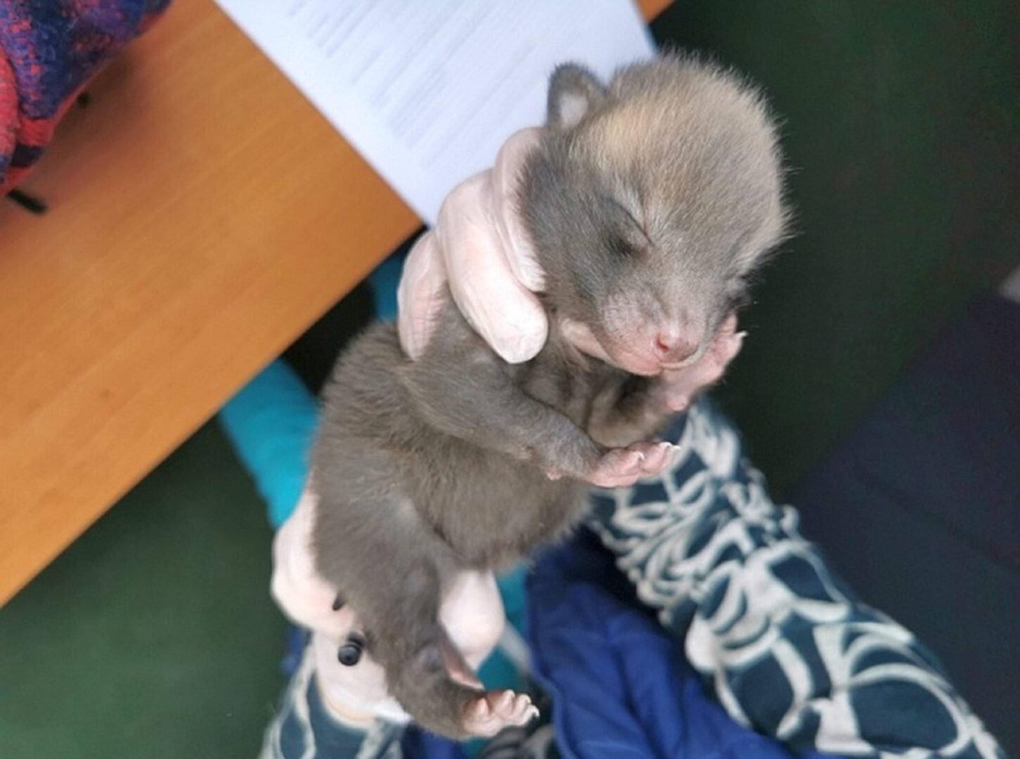 Mały, śpiący lis trzymany delikatnie. Ratowanie dzikich zwierząt.