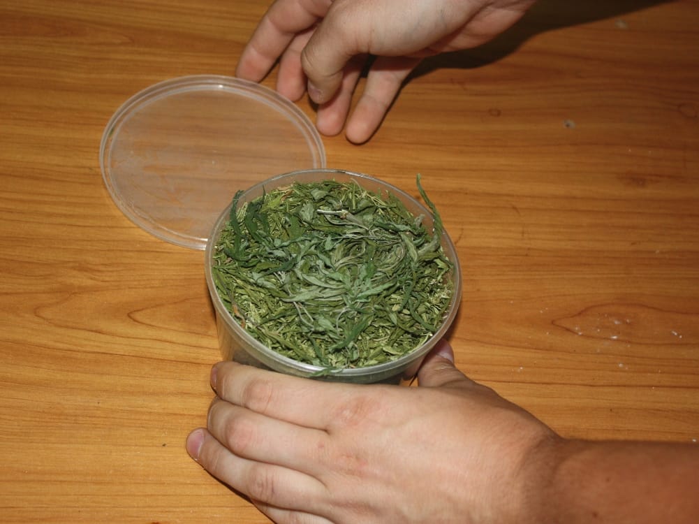 Dłonie trzymające pojemnik z suszonymi liśćmi konopi