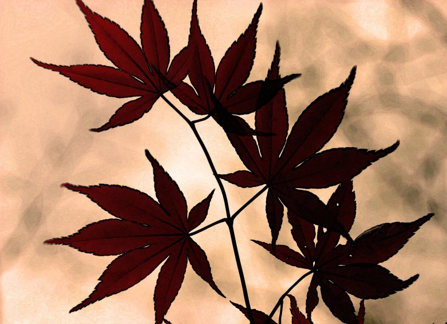 Ciemnoczerwone liście klonu japońskiego na gałęzi.