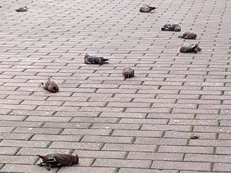 Dziewięć martwych jemiołuszek leży na ceglanym chodniku.