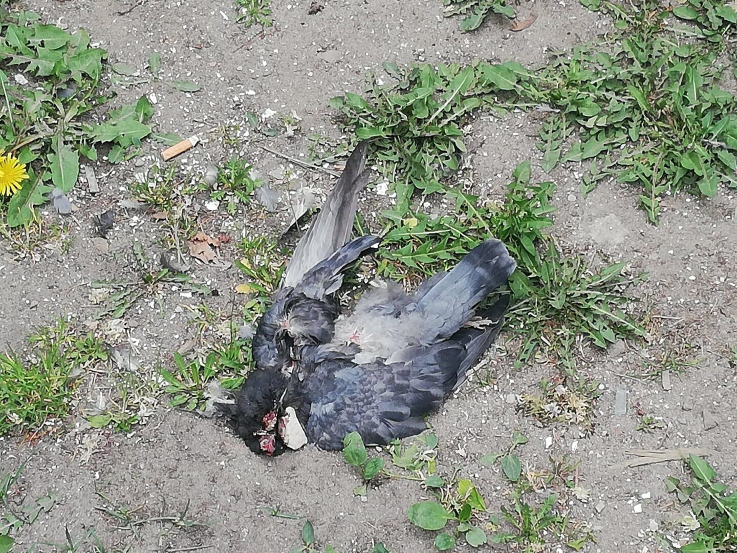 Martwy gołąb leżący na ziemi w pobliżu chwastów i niedopałków papierosów.