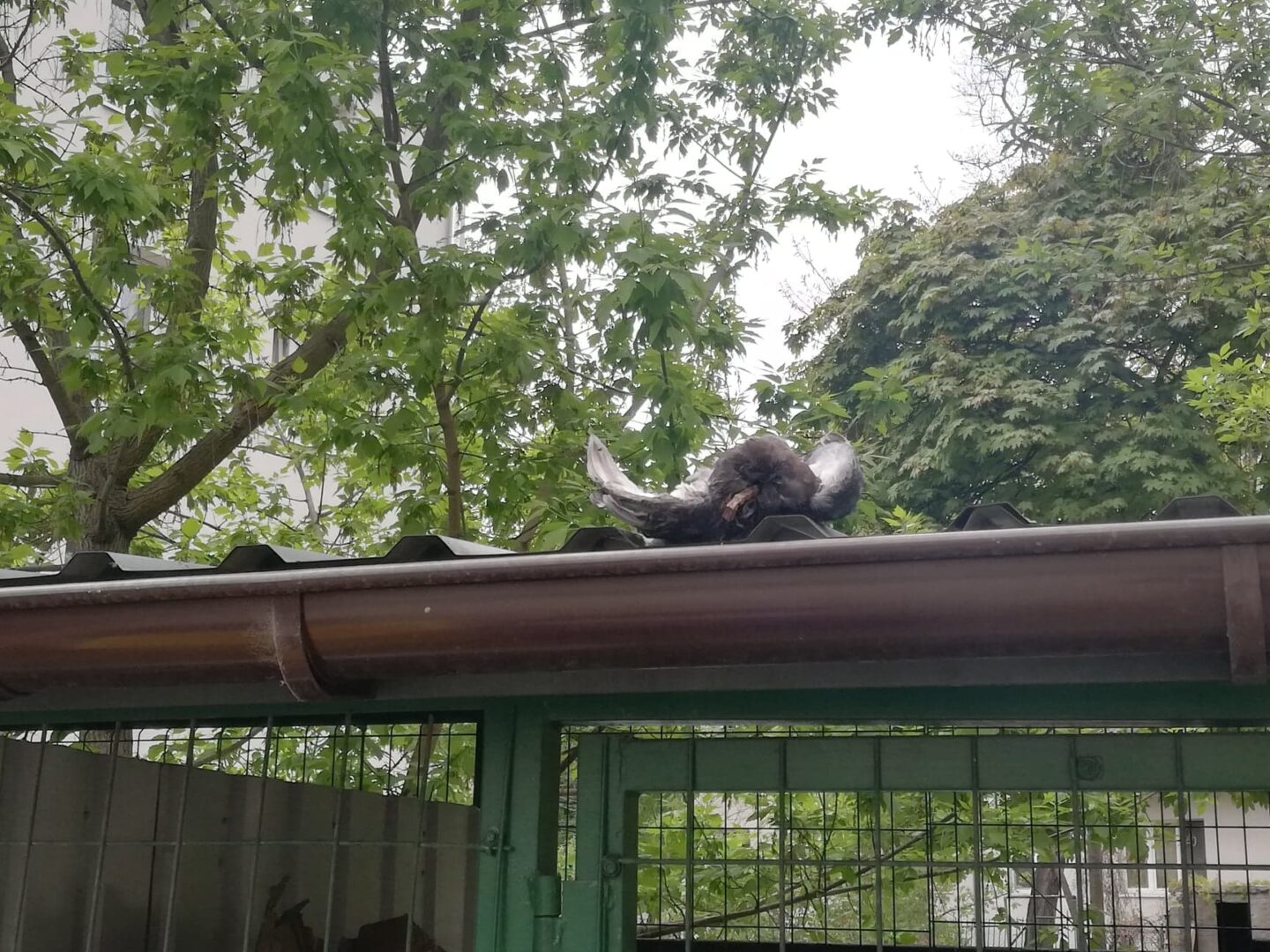 Ranny gołąb odpoczywający na rynnie dachu.