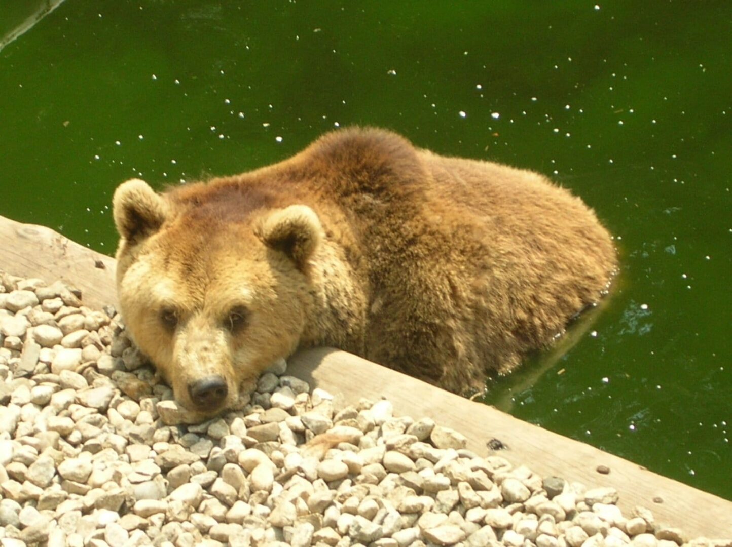 Niedźwiedź brunatny opierający głowę na krawędzi drewna przy zielonym stawie.