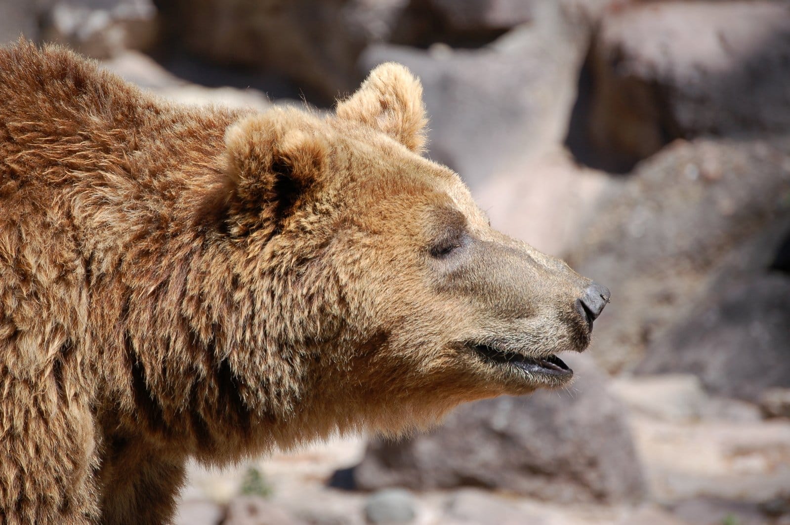 Zbliżenie na głowę i ramiona niedźwiedzia brunatnego.
