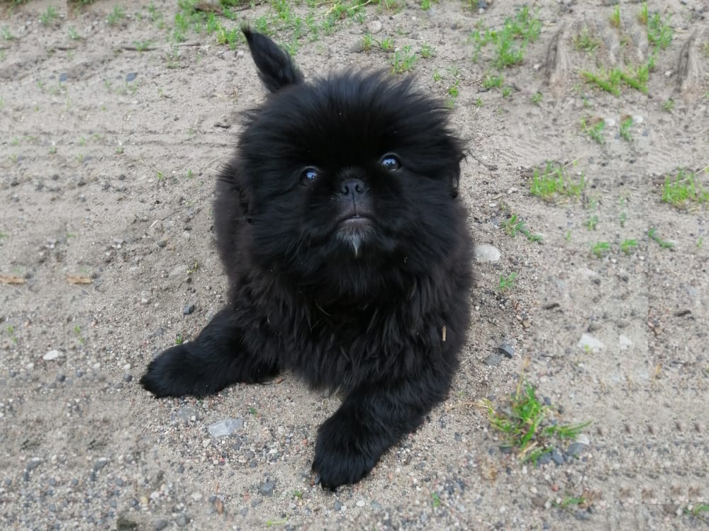 Puszysty czarny pies siedzi na piaszczystym podłożu z kępami trawy