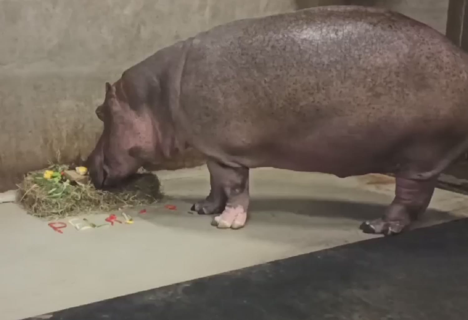 Karłowaty hipopotam zajada się urodzinowym smakołykiem; napis „Wszystkiego najlepszego” wykonany kolorowymi papryczkami.