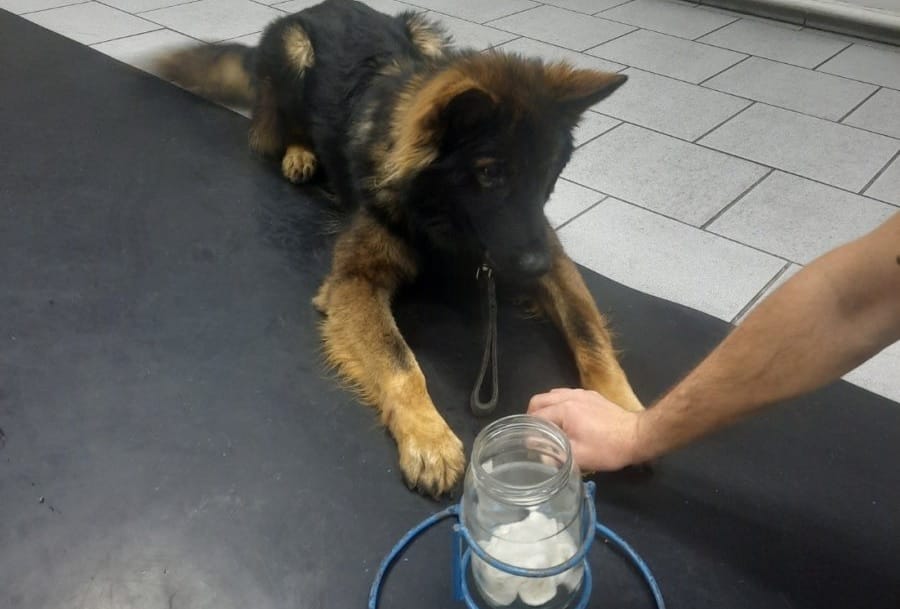 Szczeniak owczarka niemieckiego na stole zabiegowym w interakcji z przewodnikiem podczas sesji szkoleniowej.